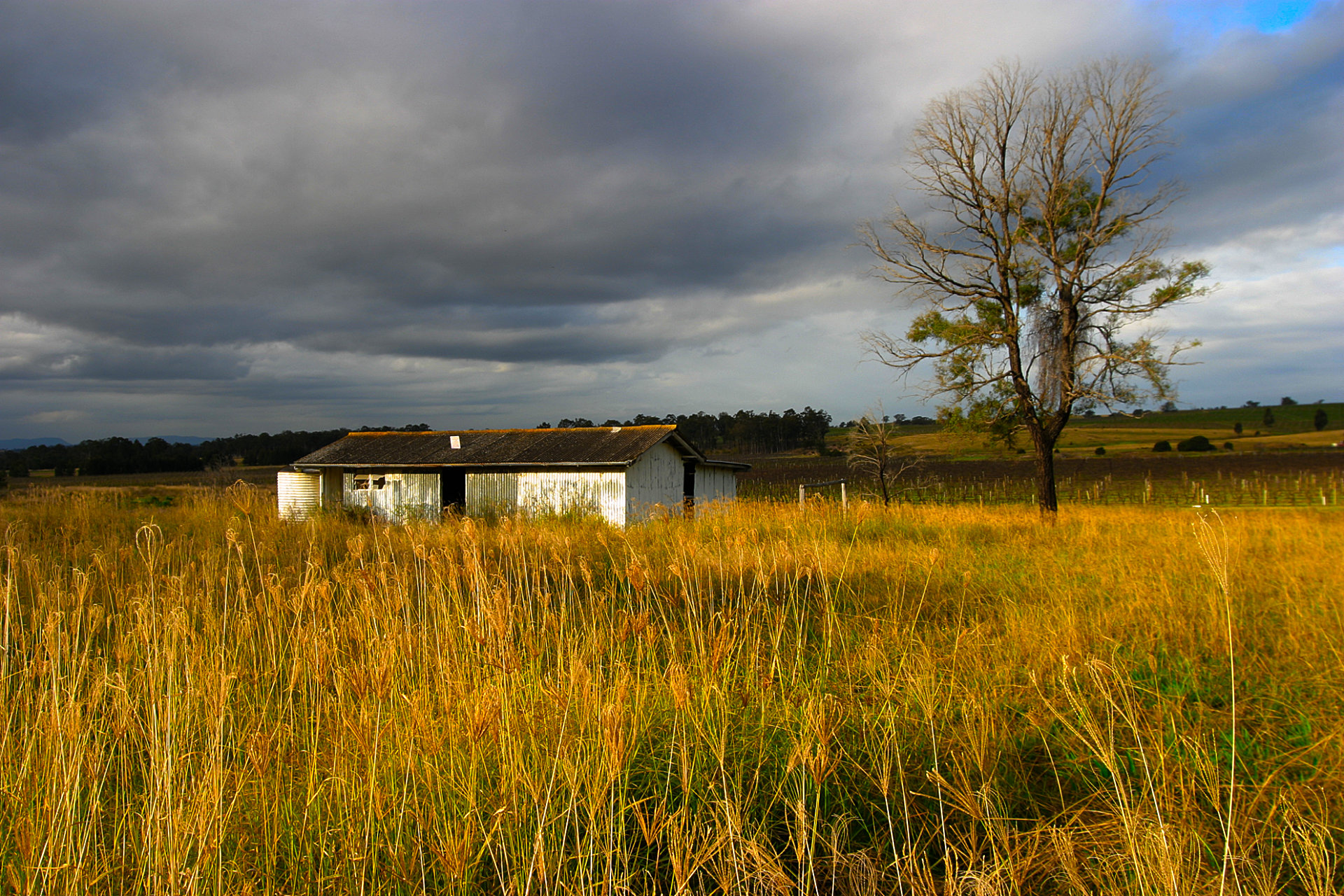 Late summer afternoon in the Hunter Valley